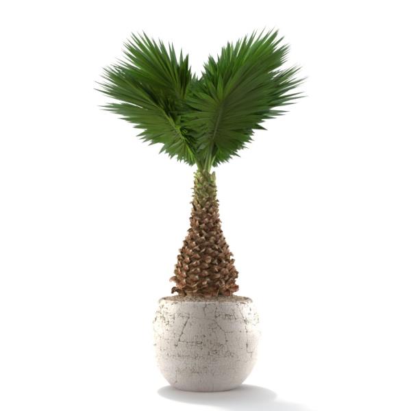 palm 3D Model - دانلود مدل سه بعدی گل  - آبجکت سه بعدی گل  - دانلود مدل سه بعدی fbx - دانلود مدل سه بعدی obj -palm 3d model free download  - palm 3d Object - palm OBJ 3d models - palm FBX 3d Models - 